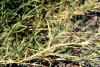Chepica. Foto: http://weeds.ippc.orst.edu/pnw/weeds?weeds/id/Bermudagrass--Cynodon_dactylon--m.html