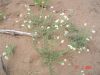 Heliotropium mendocinum. Foto: Ladyot-IADIZA. Salidas de campo.
