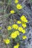 Perlilla. Foto: http://www.calflora.net/bloomingplants/images/fiveneedledthymophylla4.jpg